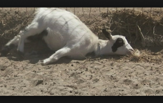 feinting goat at 12.19.08 PM